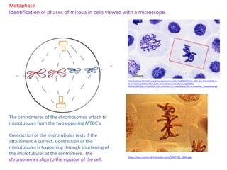 Metaphase
Identification of phases of mitosis in cells viewed with a microscope.
https://upload.wikimedia.org/wikipedia/commons/thumb/b/b4/Mitosis_(261_03)_Pressed%3B_ro
ot_meristem_of_Vicia_faba_(cells_in_prophase,_metaphase).jpg/1280px-
Mitosis_(261_03)_Pressed%3B_root_meristem_of_Vicia_faba_(cells_in_prophase,_metaphase).jpg
https://usercontent2.hubstatic.com/5967991_f260.jpg
The centromeres of the chromosomes attach to
microtubules from the two opposing MTOC’s
Contraction of the microtubules tests if the
attachment is correct. Contraction of the
microtubules is happening through shortening of
the microtubules at the centromere. The
chromosomes align to the equator of the cell.
 