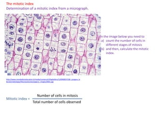 The mitotic index
Determination of a mitotic index from a micrograph.
http://www.mondadorieducation.it/media/contenuti/sfoglialibro/120900037338_cavagna_la
boratoriobiologia/files/assets/seo/page11_images/0001.jpg
Mitotic index =
Number of cells in mitosis
Total number of cells observed
In the image below you need to
(a) count the number of cells in
different stages of mitosis
(b) and then, calculate the mitotic
index.
 