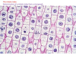 The mitotic index
Determination of a mitotic index from a micrograph.
 