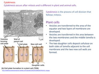 Cytokinesis
Cytokinesis occurs after mitosis and is different in plant and animal cells.
http://celldivisionandreproduction.weebly.com/uploads/1/9/2/4/19240233/7619115_orig.jpg
Cytokinesis is the process of cell division that
follows mitosis.
Plant cells
• Vesicles are transferred to the area of the
equator and two layers of membrane are
developed.
• Vesicles are transferred in the area between
the two membranes and the middle lamella is
developed.
• The two daughter cells deposit cellulose on
both sides of lamella adjacent to the cell
membrane and the two new cell walls are
formed.
 