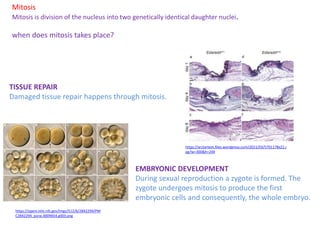 Mitosis
Mitosis is division of the nucleus into two genetically identical daughter nuclei.
TISSUE REPAIR
Damaged tissue repair happens through mitosis.
EMBRYONIC DEVELOPMENT
During sexual reproduction a zygote is formed. The
zygote undergoes mitosis to produce the first
embryonic cells and consequently, the whole embryo.
https://arztartem.files.wordpress.com/2011/03/5701178x21.j
pg?w=300&h=249
https://openi.nlm.nih.gov/imgs/512/6/2842294/PM
C2842294_pone.0009654.g003.png
when does mitosis takes place?
 