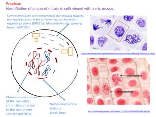 1.6. Cell division