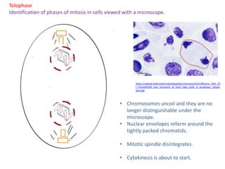 1.6. Cell division