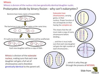 1.6. Cell division