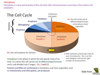 Mitotic index bioninja