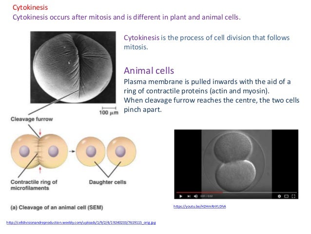 What is involved in cell division of animal cells?