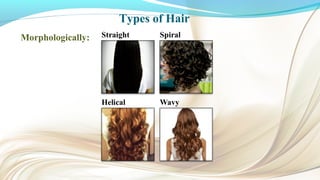 Types of Hair
Morphologically:
 