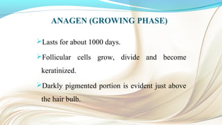 ANAGEN (GROWING PHASE)
Lasts for about 1000 days.
Follicular cells grow, divide and become
keratinized.
Darkly pigmented portion is evident just above
the hair bulb.
 