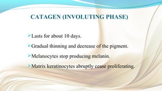 CATAGEN (INVOLUTING PHASE)
Lasts for about 10 days.
Gradual thinning and decrease of the pigment.
Melanocytes stop producing melanin.
Matrix keratinocytes abruptly cease proliferating.
 