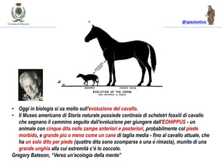 @spazioetico
• Oggi in biologia si sa molto sull'evoluzione del cavallo.
• Il Museo americano di Storia naturale possiede centinaia di scheletri fossili di cavallo
che segnano il cammino seguito dall'evoluzione per giungere dall'EOHIPPUS - un
animale con cinque dita nelle zampe anteriori e posteriori, probabilmente col piede
morbido, e grande più o meno come un cane di taglia media - fino al cavallo attuale, che
ha un solo dito per piede (quattro dita sono scomparse e una è rimasta), munito di una
grande unghia alla cui estremità c’è lo zoccolo.
Gregory Bateson, “Verso un’ecologia della mente”
 