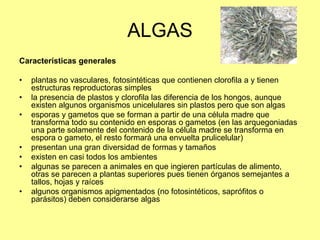 ALGAS
Características generales
• plantas no vasculares, fotosintéticas que contienen clorofila a y tienen
estructuras reproductoras simples
• la presencia de plastos y clorofila las diferencia de los hongos, aunque
existen algunos organismos unicelulares sin plastos pero que son algas
• esporas y gametos que se forman a partir de una célula madre que
transforma todo su contenido en esporas o gametos (en las arquegoniadas
una parte solamente del contenido de la célula madre se transforma en
espora o gameto, el resto formará una envuelta prulicelular)
• presentan una gran diversidad de formas y tamaños
• existen en casi todos los ambientes
• algunas se parecen a animales en que ingieren partículas de alimento,
otras se parecen a plantas superiores pues tienen órganos semejantes a
tallos, hojas y raíces
• algunos organismos apigmentados (no fotosintéticos, saprófitos o
parásitos) deben considerarse algas
 