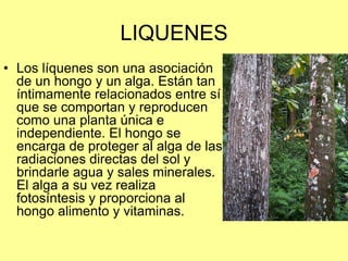 LIQUENES
• Los líquenes son una asociación
de un hongo y un alga. Están tan
íntimamente relacionados entre sí
que se comportan y reproducen
como una planta única e
independiente. El hongo se
encarga de proteger al alga de las
radiaciones directas del sol y
brindarle agua y sales minerales.
El alga a su vez realiza
fotosíntesis y proporciona al
hongo alimento y vitaminas.
 