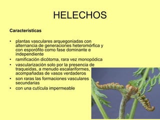 HELECHOS
Características
• plantas vasculares arquegoniadas con
alternancia de generaciones heteromórfica y
con esporófito como fase dominante e
independiente
• ramificación dicótoma, rara vez monopódica
• vascularización solo por la presencia de
traqueidas, a menudo escalariformes, rara vez
acompañadas de vasos verdaderos
• son raras las formaciones vasculares
secundarias
• con una cutícula impermeable
 