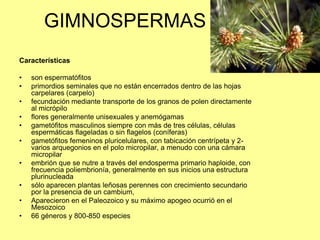 GIMNOSPERMAS
Características
• son espermatófitos
• primordios seminales que no están encerrados dentro de las hojas
carpelares (carpelo)
• fecundación mediante transporte de los granos de polen directamente
al micrópilo
• flores generalmente unisexuales y anemógamas
• gametófitos masculinos siempre con más de tres células, células
espermáticas flageladas o sin flagelos (coníferas)
• gametófitos femeninos pluricelulares, con tabicación centrípeta y 2-
varios arquegonios en el polo micropilar, a menudo con una cámara
micropilar
• embrión que se nutre a través del endosperma primario haploide, con
frecuencia poliembrionía, generalmente en sus inicios una estructura
plurinucleada
• sólo aparecen plantas leñosas perennes con crecimiento secundario
por la presencia de un cambium,
• Aparecieron en el Paleozoico y su máximo apogeo ocurrió en el
Mesozoico
• 66 géneros y 800-850 especies
 