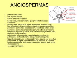 ANGIOSPERMAS
• plantas vasculares
• son espermatófitos
• hábito leñoso o herbáceo
• haces vasculares con xilema que presenta tráqueas y
traqueidas
• presencia de verdaderas flores, esporófilos en estructuras
hermafroditas (microsporofilos: estambres y macrosporofilos:
primordios seminales) rodeados con perianto de cáliz y corola
• primordios seminales encerrados por una cubierta protectora
denominada carpelo o pistilo, que al madurar originará un fruto
conteniendo las semillas
• polinización y fecundación conectadas temporalmente,
polinización preferentemente zóogama (entomógama)
• fecundación doble, un núcleo espérmatico se une a la ovocélula
para formar el cigoto y posteriormente el embrión, el segundo
núcleo espermático se une con los núcleos polares para formar
el endosperma
• endosperma triploide
 