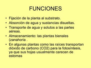 FUNCIONES
• Fijación de la planta al substrato.
• Absorción de agua y sustancias disueltas.
• Transporte de agua y solutos a las partes
aéreas.
• Almacenamiento: las plantas bienales
(zanahoria .
• En algunas plantas como las raíces transportan
dióxido de carbono (CO2) para la fotosíntesis,
ya que sus hojas usualmente carecen de
estomas
 