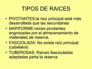TIPOS DE RAICES
• PIVOTANTES:la raíz principal está más
desarrollada que las secundarias
• NAPIFORME:raíces pivotantes
engrosadas por el almacenamiento de
materiales de reserva.
• FASCIOLADA: No existe raíz principal
(cabellera)
• TUBEROSAS: Raíces fasciculadas
adaptadas parta la reserva
 