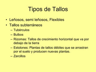 Tipos de Tallos
• Leñosos, semi leñosos, Flexibles
• Tallos subterráneos
– Tubérculos
– Bulbos
– Rizomas: Tallos de crecimiento horizontal que va por
debajo de la tierra
– Estolones: Plantas de tallos débiles que se arrastran
por el suelo y producen nuevas plantas.
– Zarcillos
 