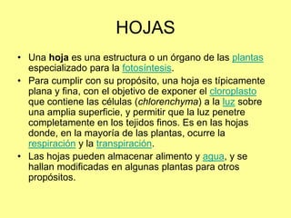 HOJAS
• Una hoja es una estructura o un órgano de las plantas
especializado para la fotosíntesis.
• Para cumplir con su propósito, una hoja es típicamente
plana y fina, con el objetivo de exponer el cloroplasto
que contiene las células (chlorenchyma) a la luz sobre
una amplia superficie, y permitir que la luz penetre
completamente en los tejidos finos. Es en las hojas
donde, en la mayoría de las plantas, ocurre la
respiración y la transpiración.
• Las hojas pueden almacenar alimento y agua, y se
hallan modificadas en algunas plantas para otros
propósitos.
 