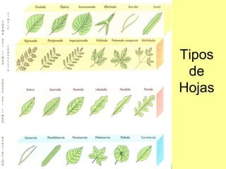 Tipos
de
Hojas
•
 