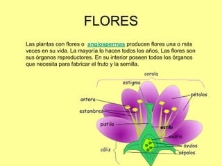FLORES
Las plantas con flores o angiospermas producen flores una o más
veces en su vida. La mayoría lo hacen todos los años. Las flores son
sus órganos reproductores. En su interior poseen todos los órganos
que necesita para fabricar el fruto y la semilla.
 