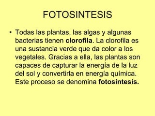 FOTOSINTESIS
• Todas las plantas, las algas y algunas
bacterias tienen clorofila. La clorofila es
una sustancia verde que da color a los
vegetales. Gracias a ella, las plantas son
capaces de capturar la energía de la luz
del sol y convertirla en energía química.
Este proceso se denomina fotosíntesis.
 