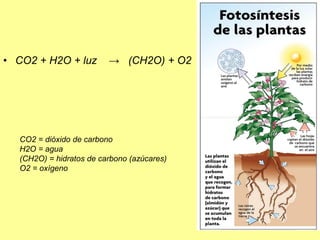 • CO2 + H2O + luz → (CH2O) + O2
CO2 = dióxido de carbono
H2O = agua
(CH2O) = hidratos de carbono (azúcares)
O2 = oxígeno
 