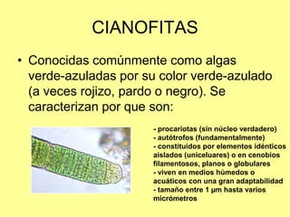 CIANOFITAS
• Conocidas comúnmente como algas
verde-azuladas por su color verde-azulado
(a veces rojizo, pardo o negro). Se
caracterizan por que son:
- procariotas (sin núcleo verdadero)
- autótrofos (fundamentalmente)
- constituidos por elementos idénticos
aislados (uniceluares) o en cenobios
filamentosos, planos o globulares
- viven en medios húmedos o
acuáticos con una gran adaptabilidad
- tamaño entre 1 µm hasta varios
micrómetros
 