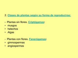 2. Clases de plantas según su forma de reproducirse:
- Plantas sin flores. Criptógamas:
• musgos
• helechos
• Algas
- Plantas con flores. Fanerógamas:
• gimnospermas
• angiospermas
 