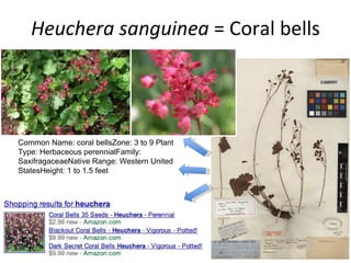 Heuchera sanguinea  = Coral bells Common Name: coral bells Zone: 3 to 9  Plant Type: Herbaceous perennial Family: Saxifragaceae Native Range: Western United States Height: 1 to 1.5 feet 