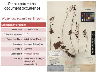 Heuchera sanguinea  Engelm. Plant specimens  document occurrence Collection Information Collectors: Wislizenus Collection Number: 210 Collection Date: 06 October 1846 Location: Mexico, Chihuahua Elevation: 7,000 ft Description: Crimson flower Locality: Mountains, rocks, at Llanos near Cosiquiriachi. 