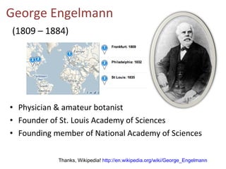 George Engelmann   (1809 – 1884) <ul><li>Physician & amateur botanist </li></ul><ul><li>Founder of St. Louis Academy of Sc...