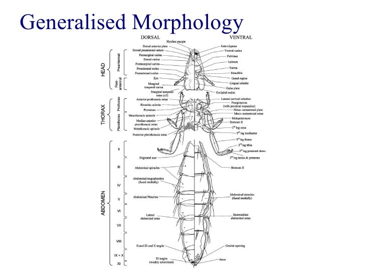 Louse taxonomy, anatomy and identification