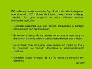 250 millones de niños/as entre 5 y 14 años de edad trabajan en
todo el mundo, 120 millones de los/as cuales trabajan a tiempo
completo. La gran mayoría de estos niños/as realizan
actividades agrícolas:
• Recogen cosechas que aún gotean plaguicidas o fumigan
ellos mismos con agroquímicos.
• Enfrentan el riesgo de serpientes venenosas e insectos y se
hieren con ásperos tallos y con las herramientas que utilizan.
• Se levantan muy temprano para trabajar en medio del frío y
la humedad, a menudo descalzos e inadecuadamente
vestidos.
• Cumplen largas jornadas: de 8 a 10 horas de duración son
comunes.
UNICEF
 