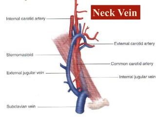 Neck Vein
 
