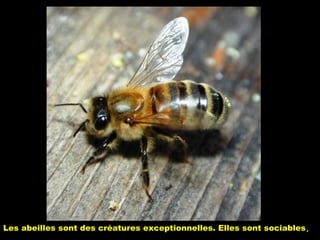 Les abeilles sont des créatures exceptionnelles. Elles sont sociables,
 