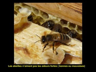Les abeilles n’aiment pas les odeurs fortes ( bonnes ou mauvaises)
 