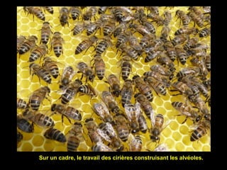 Sur un cadre, le travail des cirières construisant les alvéoles.
 