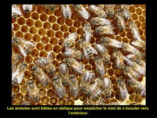 Les alvéoles sont bâties en oblique pour empêcher le miel de s’écouler vers
l’extérieur.
 