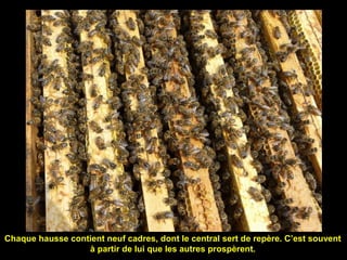 Chaque hausse contient neuf cadres, dont le central sert de repère. C’est souvent
à partir de lui que les autres prospèrent.
 