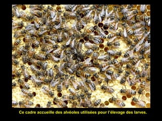 Ce cadre accueille des alvéoles utilisées pour l’élevage des larves.
 