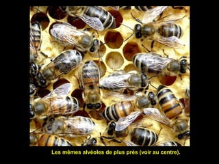 Les mêmes alvéoles de plus près (voir au centre).
 