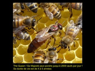 The Queen ! Sa Majesté peut pondre jusqu’à 2000 œufs par jour !
Sa durée de vie est de 4 à 5 années
 