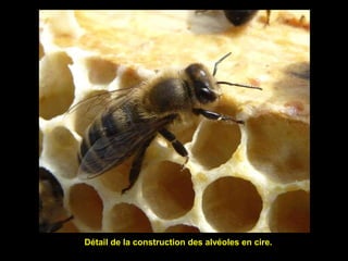Détail de la construction des alvéoles en cire.
 