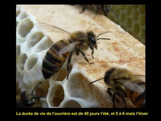 La durée de vie de l’ouvrière est de 40 jours l’été, et 5 à 6 mois l’hiver
 