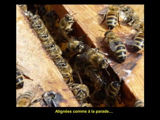 Alignées comme à la parade…
 