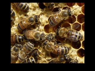 Les nourrices viennent rassurer la nouvelle venue.
 