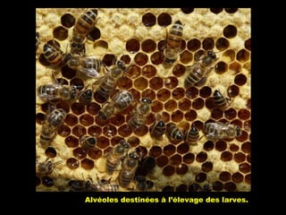 Alvéoles destinées à l’élevage des larves.
 