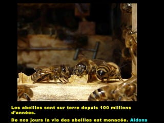 Les abeilles sont sur terre depuis 100 millions
d’années.
De nos jours la vie des abeilles est menacée. Aidons
 