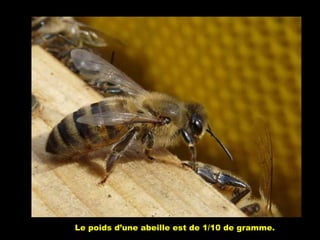 Le poids d’une abeille est de 1/10 de gramme.
 
